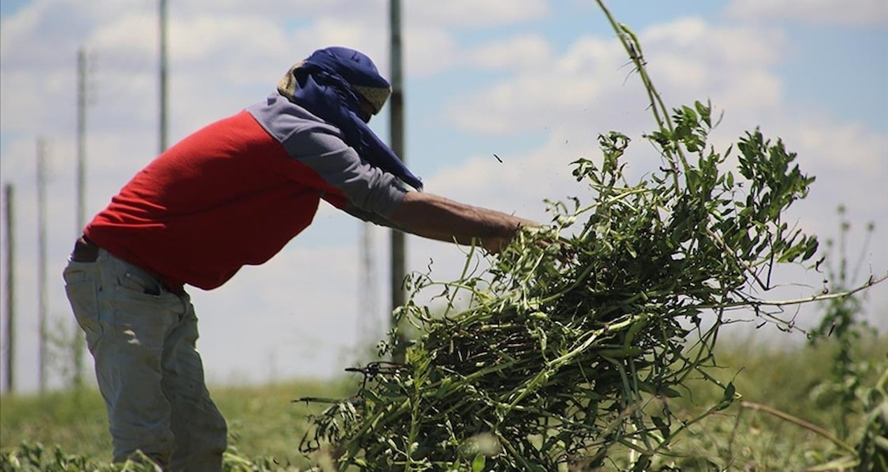 Edirne’de çiftçinin yüzünü güldüren gelişme