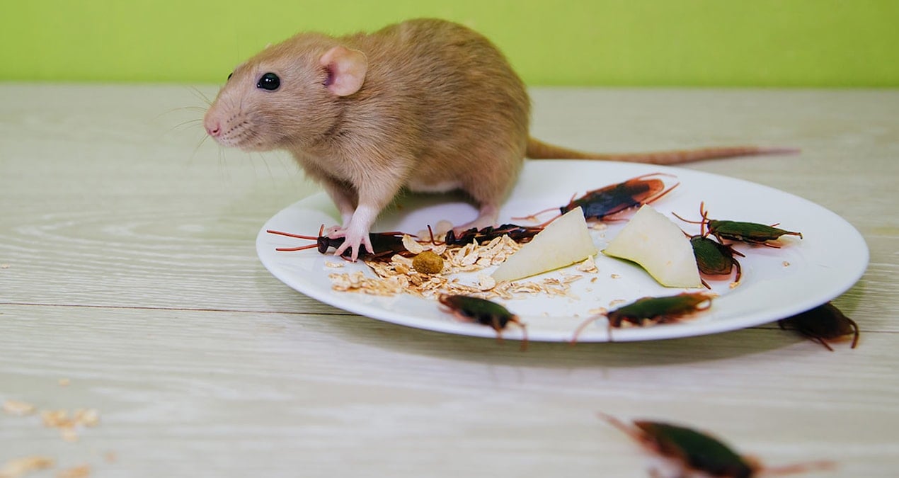 Ünlü restoran ‘mide bulandırıcı’ sebepten 2 bin şubesini kapattı